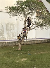 a group of children sitting in a tree